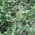 Researchers Eye Crabgrass as a Pasture Plant for Horses
